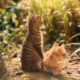 Dream Meaning of A Cat