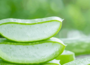 Dream Meaning of Eating Aloe Vera