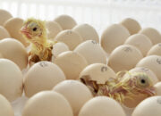 Dream Meaning of Chicken Hatching