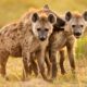 Dream Meaning of Hyenas