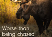 Dream Meaning of Being Chased By Moose