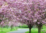 Dream Meaning of Cherry Blossom Tree