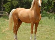 Dream Meaning of Tan Horse