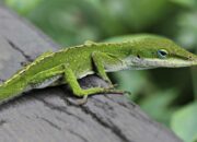 Dream Meaning of Baby Lizards