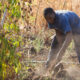 Dream Meaning of Harvesting Yam