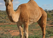 Dream Meaning of Camel