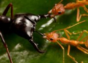 Dream Meaning of Soldier Ants
