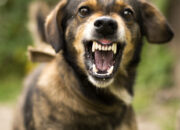 Dream Meaning of Dog Bite