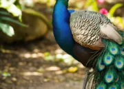Dream Meaning of A Peacock