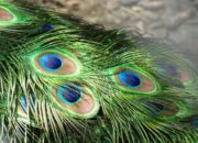 Dream Meaning of Peacock Feathers