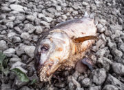 Dream Meaning of Rotten Fish