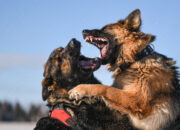 Dream Meaning of Dogs Attacking