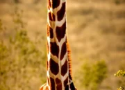Dream Meaning of A Giraffe