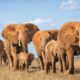 Dream Meaning of Elephants
