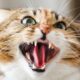 Dream Meaning of Being Attacked By A Cat