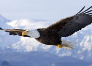 Dream Meaning of A Bird Soaring