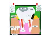 Dream Meaning of A Big Tooth