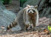 Dream Meaning of Raccoon