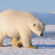 Dream Meaning of Large Polar Bear