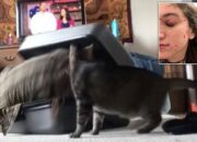 Dream Meaning of Getting Attacked By A Cat