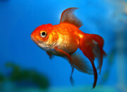 Dream Meaning of Golden Fish