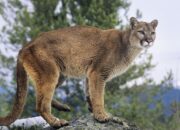 Dream Meaning of Mountain Lion