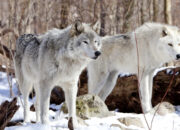 Dream Meaning of Wolves