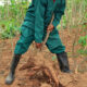 Dream Meaning of Uprooting Cassava