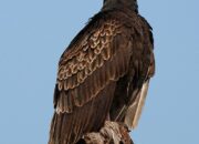 Dream Meaning of Turkey Vulture
