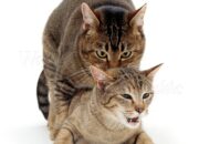 Dream Meaning of Cats Mating