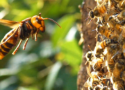 Dream Meaning of Killing Bees