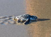 Dream Meaning of Baby Sea Turtle