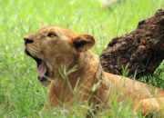 Dream Meaning of A Female Lion