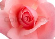 Dream Meaning of A Pink Rose