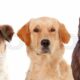 Dream Meaning of 3 dogs