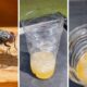 Dream Meaning of Killing Flies
