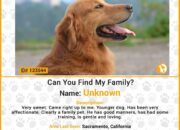 Dream Meaning of Missing But Found Dog