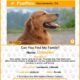 Dream Meaning of Missing But Found Dog