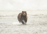 Dream Meaning of Being Chased By A Bear
