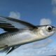 Dream Meaning of Flying Fish