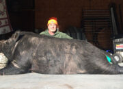 Dream Meaning of Killing A Wild Boar