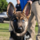 Dream Meaning of K9 Dog