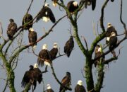 Dream Meaning of Multiple Eagles In A Tree