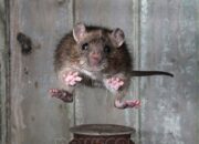 Dream Meaning of Rat Jumping On Me