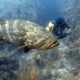 Dream Meaning of Goliath Grouper Fish