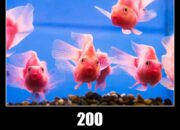Dream Meaning of 200