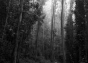 Dream Meaning of Being Lost In A Forest