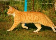 Dream Meaning of Yellow Cat