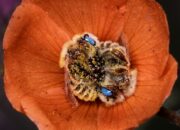 Dream Meaning of 2 bees on my bed