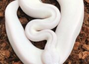 Dream Meaning of White Python